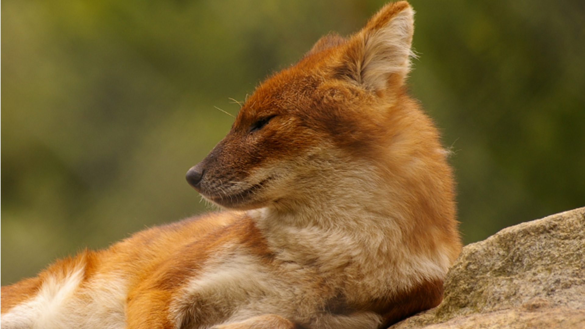 Краснокнижные животные Новосибирского зоопарка. Красный волк