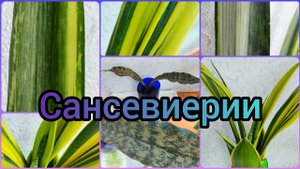 #Сансевиерия ?Три сорта?Бентель Сенсейшен?Голден Флейм?Кирки Браун? #тещинязык #цветы #растени