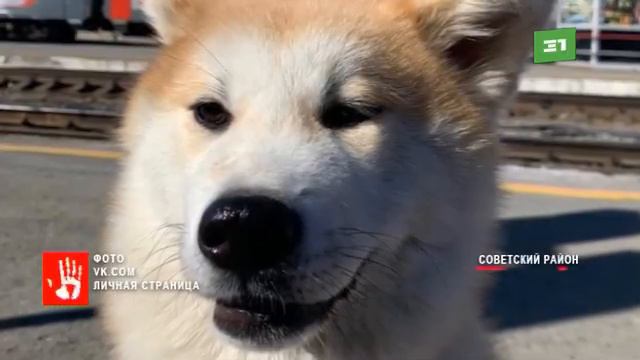 В Челябинске разыскивают собаку актрисы, снимающейся в фильмах для взрослых смотреть онлайн