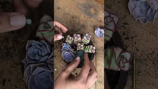 Rustic Succulent Barrel Arrangement смотреть онлайн