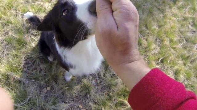 73. Сидеть. Как научить собаку команде Сидеть смотреть онлайн