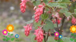 Смородина кроваво-красная Атрорубенс. Краткий обзор, описание ribes sanguineum Atrorubens