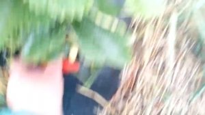 земклуника дивная