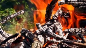 Пожарная безопасность в лесу