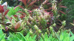 Передозировка микроудобрений в аквариуме. Неправильная стрижка растений.