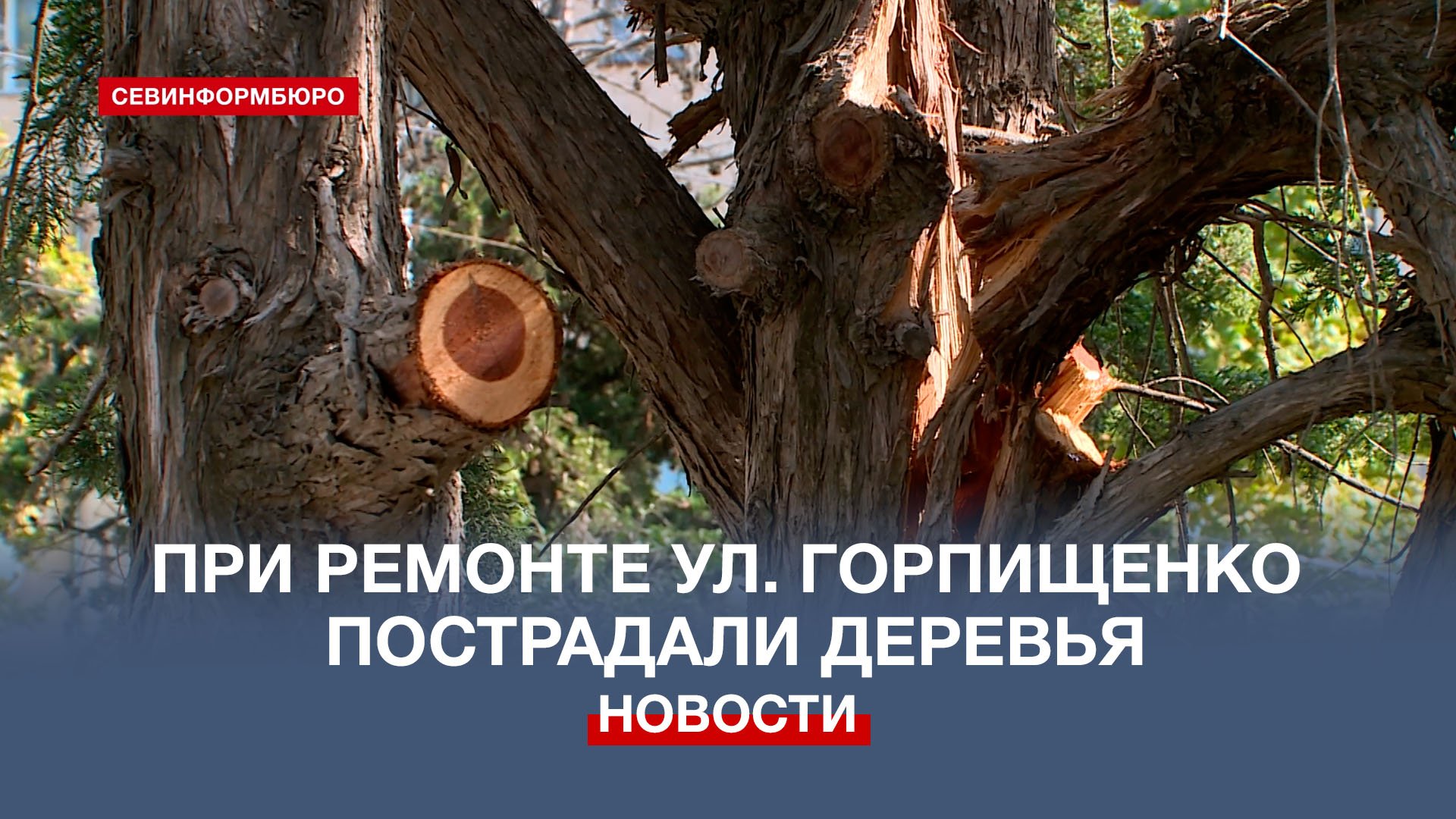 При ремонте улицы Горпищенко страдают зелёные насаждения