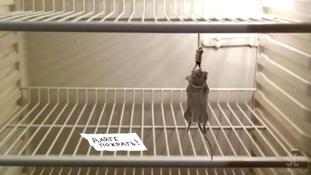 Когда мышь повесилась!!! смотреть онлайн