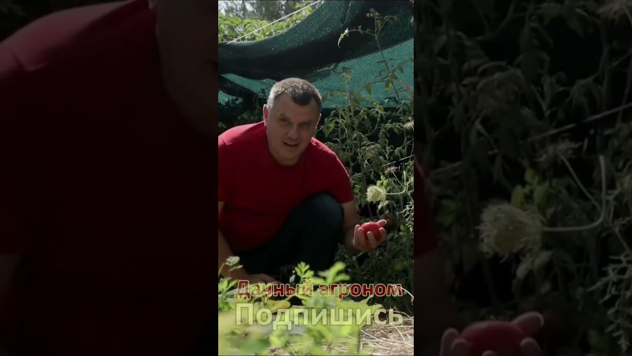ВОТ почему ПОСТОЯННЫЕ ГРЯДКИ так ПОПУЛЯРНЫ