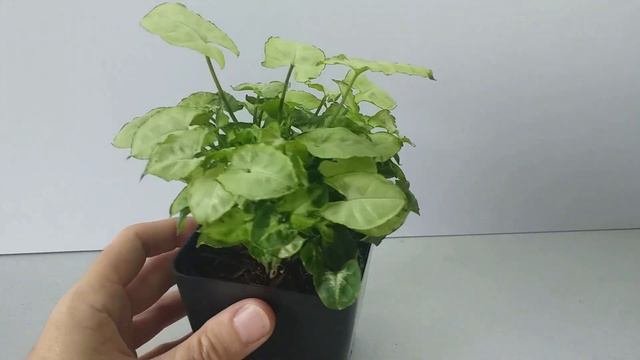 Syngonium 'Pixie'