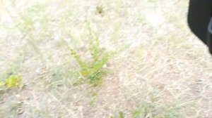 Нива 2131 2008г.в. Краткий обзор перед продажей