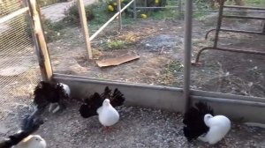 Продажа голуби-павлины 0684672989