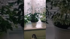 Как спасти фикус от опадения листьев, способ их устранения?