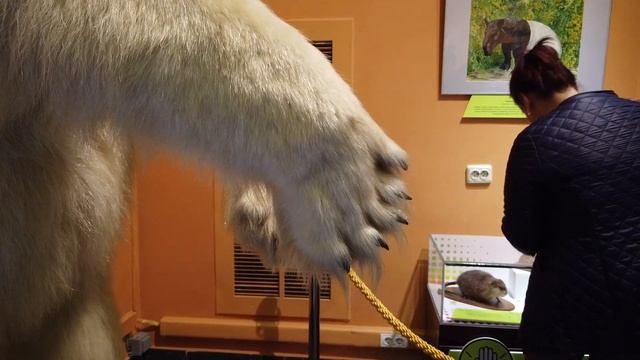 Обзорная экскурсия по Государственному дарвиновскому музею смотреть онлайн