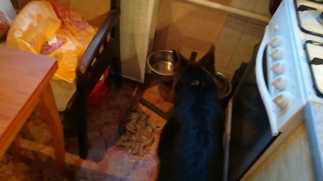 Щенок немецкой овчарки и сухой корм :)) смотреть онлайн