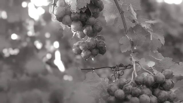 Lounge music-Lemongrass ft. Karen Gibson Roc-On the edge of time смотреть онлайн