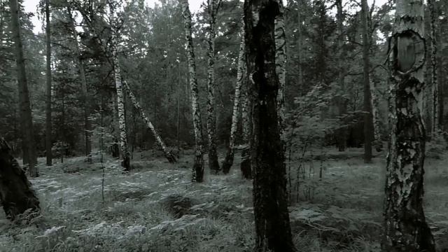 Расслабляющее пение птиц. Успокаивающие звуки природы. Для сна. Релаксация. Прогулка по лесу. смотреть онлайн