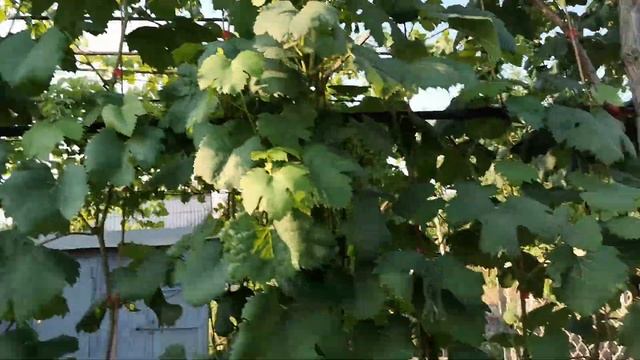 Неукрывные сорта винограда в Бердянске. смотреть онлайн