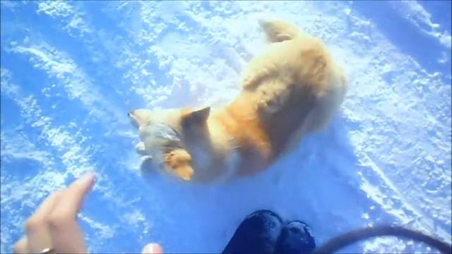 милота собаки зашкаливает)) смотреть онлайн