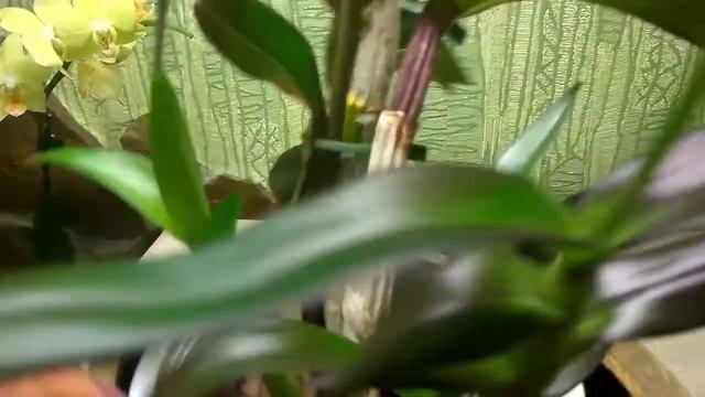 В ожидании чуда. Мой ДЕНДРОФАЛЕНОПСИС. Комнатные цветы смотреть онлайн