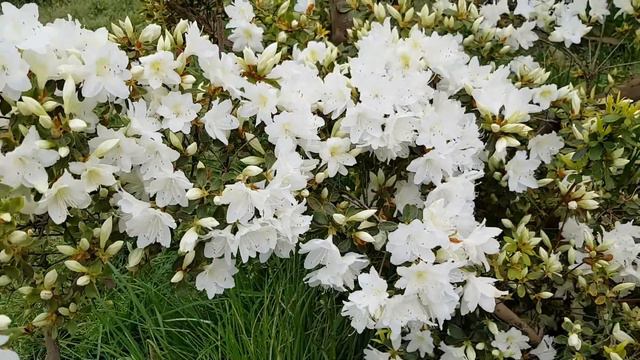 Азалия | Жизнь в Адлере смотреть онлайн