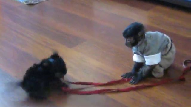 Мы с "Мухтаром" - капуцином на границе смотреть онлайн