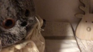 вечер Басика