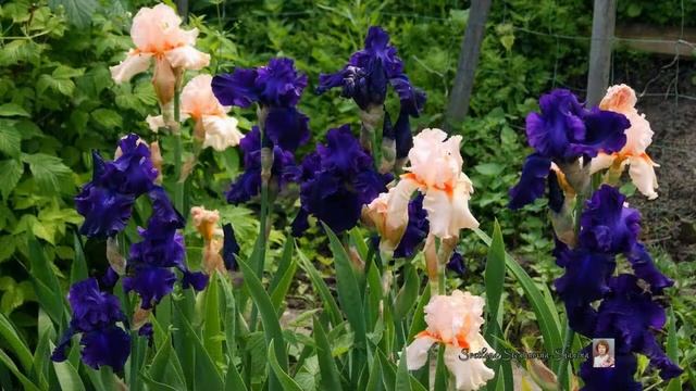 "ЗНАЧИТ ЭТО МОЖЕТ БЫТЬ" - СЕРГЕЙ  МОРОЗОВ смотреть онлайн