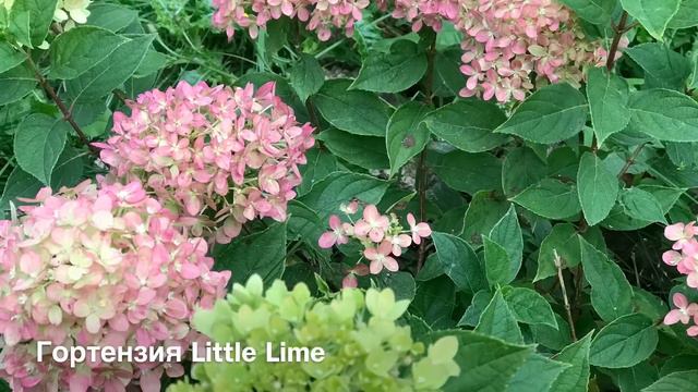 Моя любимая дача!!! Сезон 2017. смотреть онлайн