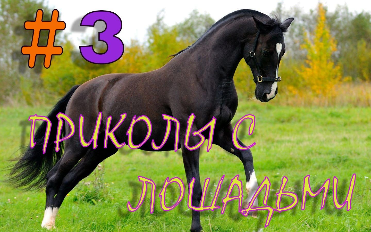 Самые смешные ПРИКОЛЫ С ЛОШАДЬМИ, Смешные лошади Funny horses