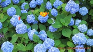 Гортензия крупнолистовая Никко Блю (nikko blue) ? обзор: как сажать, саженцы гортензии Никко Блю