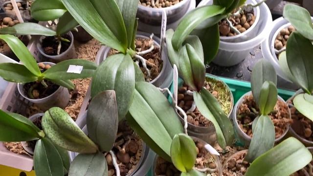 МОЯ КОЛЛЕКЦИЯ ОРХИДЕЙ, ГДЕ СТОЯТ. смотреть онлайн