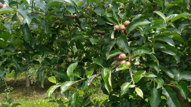 Захищаєм сад від парши, плодожерки Пенкоцеб, Нурел Д смотреть онлайн