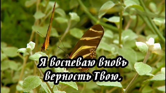 Ксения Лапицкая - В строфах возвышенных