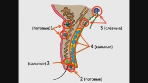 Веко (гистология)