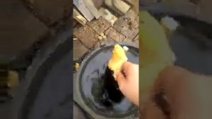 Эпилятор для птиц