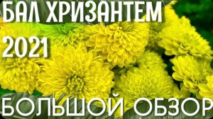 КРЫМ. Самый ЭФФЕКТНЫЙ Бал ХРИЗАНТЕМ в КРЫМУ 2021. МОРЕ ЦВЕТОВ в НОЯБРЕ! Никитский ботанический сад