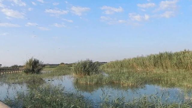 Прогулка по парку Эль Фондо Эльче Испания смотреть онлайн