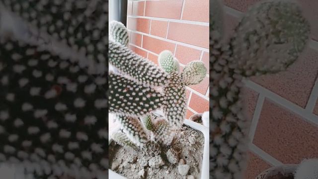 White Bunny Ears#succulent #plant #beautiful #japan