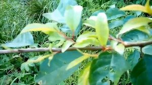 Удобрение из крошки торфобрикетов.