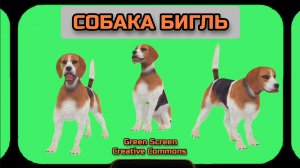 СОБАКА БИГЛЬ хромакей футаж на зелёном фоне. Видео анимация GREEN SCREEN.