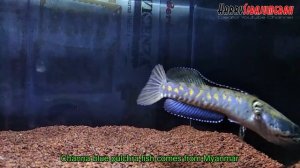 Review of the beauty of the blue channa pulchra fish from the country of Myanmar