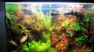 Домашний аквариум 120 литров. Краткий обзор, отвечаю на вопросы, общаемся.!