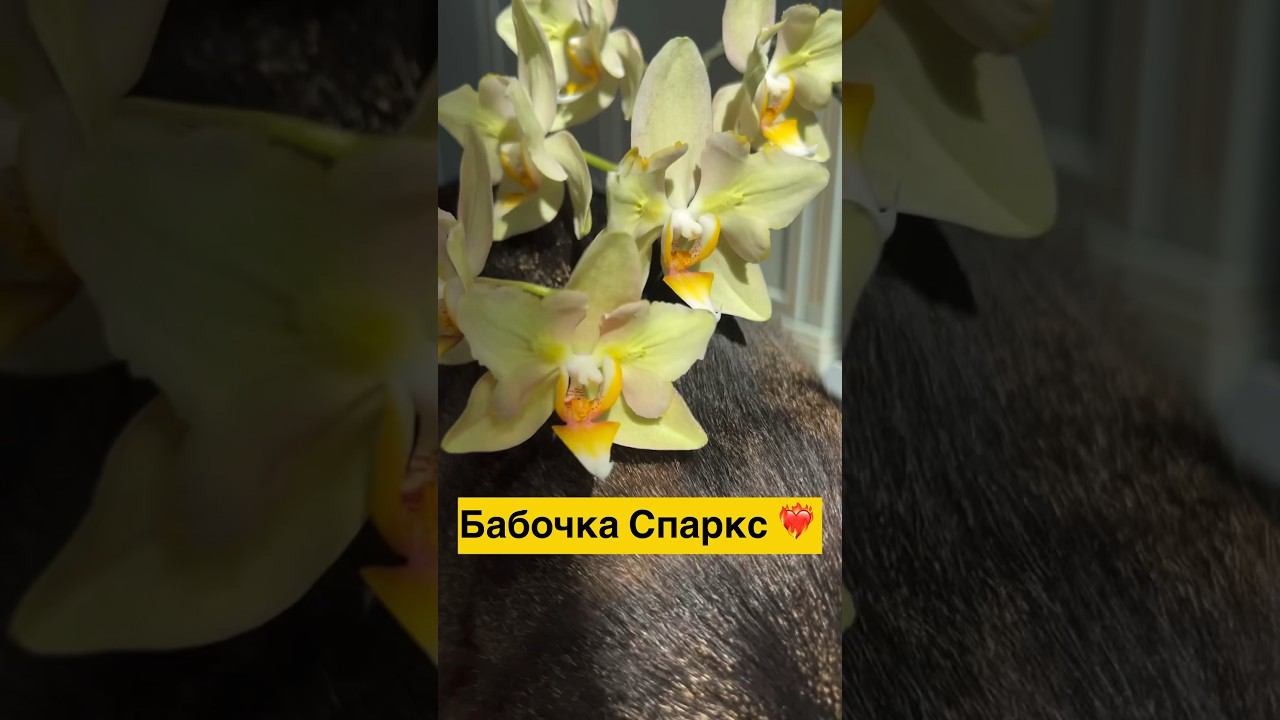 #данапротасова #орхидеи #orchid #орхидеибабочки #закрытаясистема