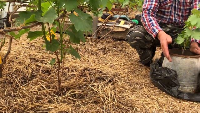 Посадка саженцев винограда в ведро (на доращивание). 11.05.2019г.  Виноградник Сергея Певнёва