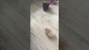 Поиграй со мной!!! Попытки щенка поиграть с кошкой, померанский шпиц и британская кошка.