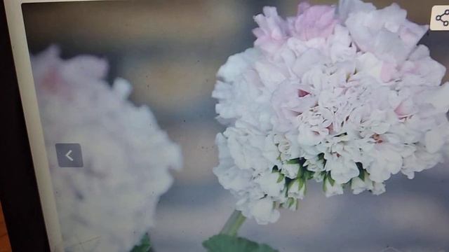 Сортовая пеларгония Pac Salmon Prinzess-Пак Сальмон Принцесс смотреть онлайн