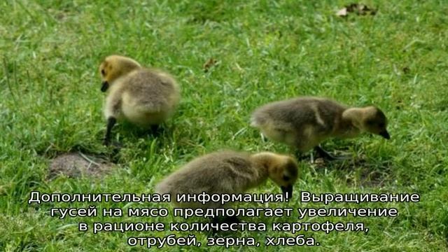 Чем кормить гусят в домашних условиях