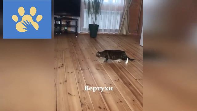Самые Смешные Котики И Собачки | Юмор Для Поднятия Настроения