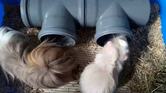 НУЖНА ЛИ ВАМ МОРСКАЯ СВИНКА?/ПОЧЕМУ НЕ СТОИТ ЗАВОДИТЬ МОРСКИХ СВИНОК? смотреть онлайн