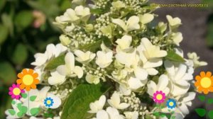 Гортензия метельчатая Мэджикал Гималая. Краткий обзор hydrangea paniculata Magical Hymalaya